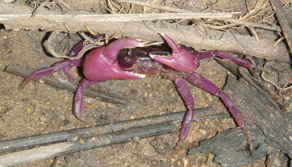 Varani spazzini, noci di cocco, rattan e altri pericoli!